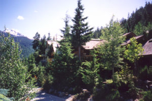 View of house from street, tucked away amongst the evergreens and landscaping